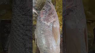 Amazing big Red Snappet fish viralvideo freshwaterfish fish seafishing bigfish shorts [upl. by Ennasil]