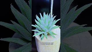 空氣鳳梨 Tillandsia ionantha van minor x ionantha Apretado 1076 Air Plants in Taiwan [upl. by Colman]