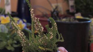 Flower Gardens  How to Grow Scotch Heather Calluna Vulgaris [upl. by Ameekahs357]