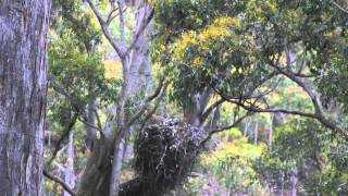 The Tasmanian Wedgetailed Eagle [upl. by Pooley]