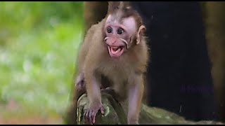 The Real Sad Life Of New Tiny Abandoned Baby Monkey Candy Today [upl. by Ylurt]