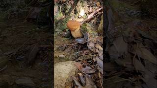 MAGNIFICO BOLETUS AESTIVALIS IN UN RUSCELLO🤩🍄🍄🍄 shorts funghiporcini boletus funghi mushroom [upl. by Aihsem614]