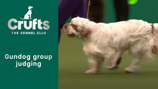 Group Judging Gundog and Presentation  ​Crufts 2023 [upl. by Marci]