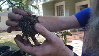 Ep 23 Repotting Seedlings and Cuttings And Planting a Few Trees [upl. by Inoek]