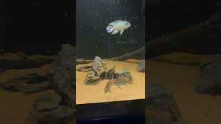 Feeding the 500 Gallon Plywood Aquarium [upl. by Delila392]