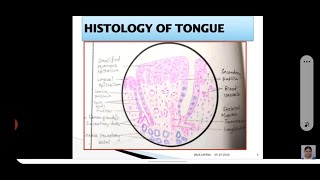 HISTOLOGY OF TONGUE [upl. by Kahn843]