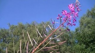 Rose Bay Willow Herb  Fire Weed  Summer Edible [upl. by Oned]