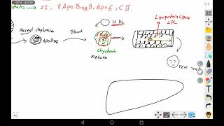 4 Chylomicron [upl. by Eyahc34]