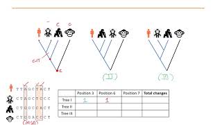 Phylogenetics Part 5  Maximum Parsimony and Maximum Likelihood methods [upl. by Nathanoj]