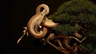 Trophy 2023 Bonsai Exhibition [upl. by Rosario]