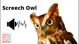 Screech Owl  Owl Sound loop  Free Use Sound Effects [upl. by Sonafets]