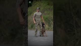 k9 dog tactical dogsoftiktok trending dogtrainer [upl. by Dnomse]