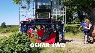 Jagody kamczackiej OSKAR 4WD Haskap Selfpropelled Berry Harvester [upl. by Brick]