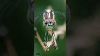 Insect Macro PhotographyNikon Zf amp Tokina 100mm 28 D Manual lens macrophotography nikonzf [upl. by Annaes867]