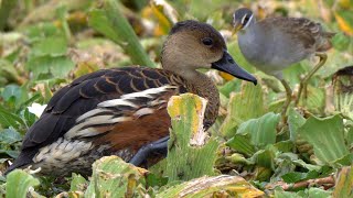 Wandering Whistlingduck [upl. by Beetner]