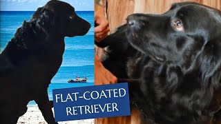 Flat Coated Retriever [upl. by Milks]