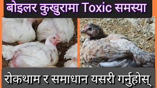 बोइलर कुखुरामा टक्सिनको समस्या किन र समाधान के त  Treatment of Toxicity in boiler chicken NK TV [upl. by Elbon]