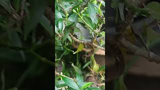 Caterpillar eating leaf ସମ୍ବଲୁଆ ଖାଇବା video [upl. by Ardnahsal]