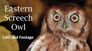 Eastern ScreechOwl  Calls and Footage [upl. by Maltz]