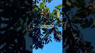 Reetha tree 🌳 nature viralshort youtubeshorts [upl. by Anahsed]