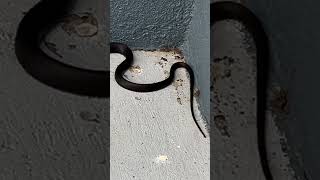 A visit from a black snake 🐍 [upl. by Iahs]