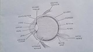 How To Draw Human Eye  Human Eye Diagram humaneye eye [upl. by Ardnekat]