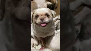 Dog smile shihtzu shihtzulovers shihtzulife [upl. by Annalise]