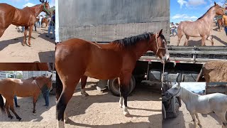 A feira de Cavalo é show cavalo com preço bom [upl. by Kerstin]