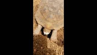 Old tortoise laying unfertilized egg [upl. by Aiuqenehs]