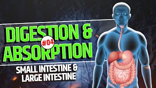 4Small Intestine  Large Intestine  Digestion and Absorption  Digestive System  NEET  Class 11 [upl. by Ecurb]