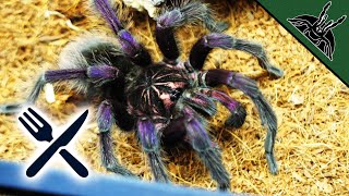 FEEDING some NEW TARANTULAS [upl. by Cara]