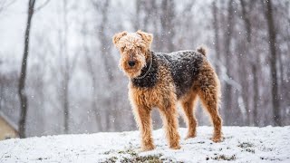 Exploring the Airedale Terriers Unique Bond with Otters [upl. by Gerti]