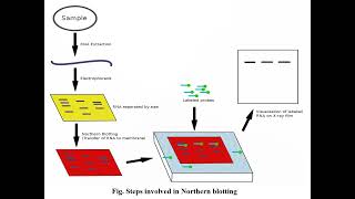 Blotting techniques [upl. by Hock]