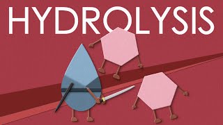 Hydrolysis of carbohydrates [upl. by Larine]