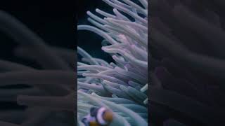 Video of a Clownfish and Sea Anemone [upl. by Anaele]