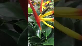 5 Big Leaf Indoor Plants for You indoorplants bigleafplant [upl. by Ramsey]