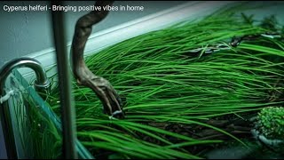 Cyperus helferi  Bringing positive vibes in home [upl. by Akym]