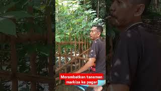 HIDUP DI KAMPUNG PART 100 II MERAMBATKAN TANAMAN MARKISA KE PAGAR [upl. by Atnod]