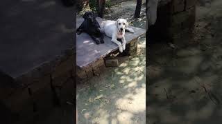 Labour dog Viral video Youtubeshort short video 📷📸 [upl. by Ahtnammas341]