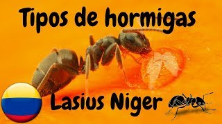 TIPOS DE HORMIGAS COMUNES EN COLOMBIA Hormiga Negra  Lasius Niger [upl. by Liagaba631]