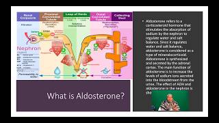 Renin Angiotensin Aldosterone System RAAS  Part Two [upl. by Adebayo]