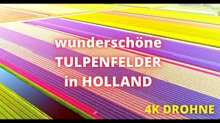 atemberaubende Tulpenfelder von oben  Niederlande  2022  drone shots [upl. by Stanton]