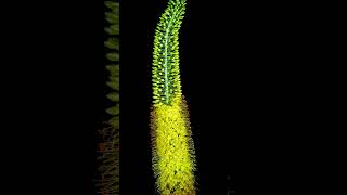 Time lapse of yellow flower eremurus blooming plants flowers gardening [upl. by Sueaddaht358]