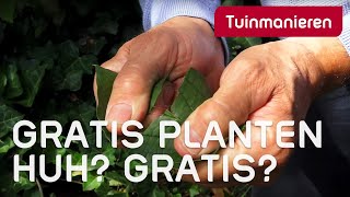 Gratis planten hoe vermeerder of stek je planten in je tuin Afleggen  Tuinmanieren [upl. by Ricki]