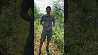 How to control early blight tomato plant disease organicfarming inspiredfromorganicmandya [upl. by Newell]