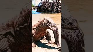 Dragón de Komodo NO PUEDE TRAGARSE a la ANGUILA 😱 [upl. by Anelem]