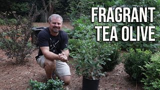 Fragrant Tea Olive in 2 Min  Osmanthus Fragrans [upl. by Bendick774]