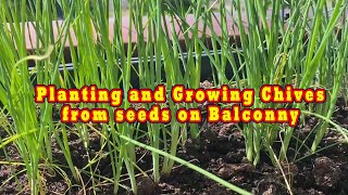 Planting and Growing chives from seeds [upl. by Jae443]