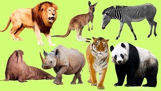 Animals of the World  Learn Names and Sounds of Animals in English [upl. by Ialohcin]