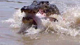 Crocodile Eats Shark [upl. by Yla]